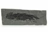 Devonian Lobe-Finned Fish (Osteolepis) Fossil - Scotland #353844-1